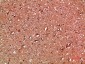 Annexin I Polyclonal Antibody